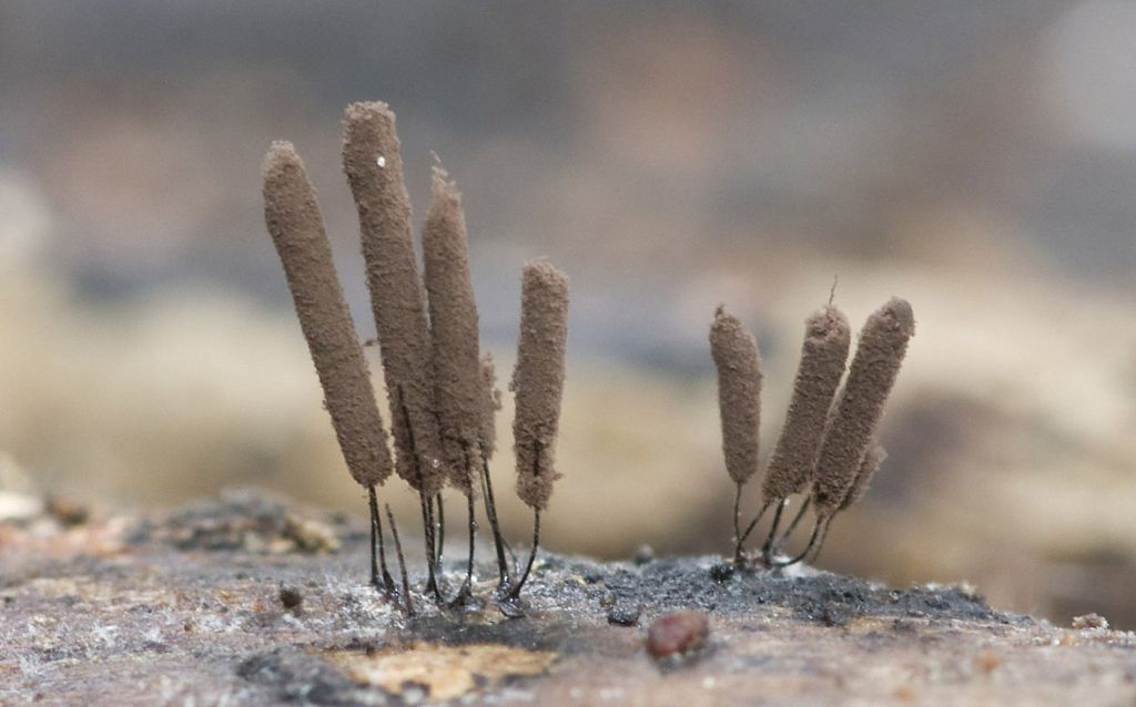 Stemonitis? Stemonitopsis?
